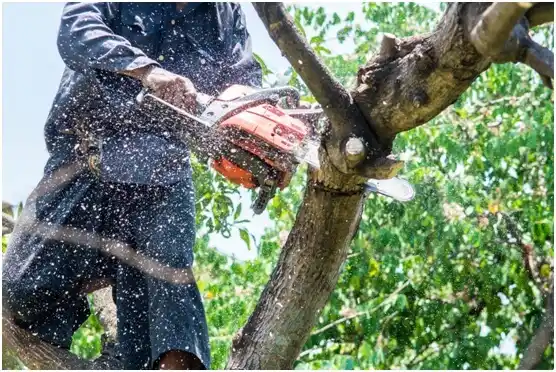 tree services Poulsbo